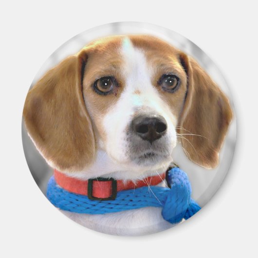 Shelter Beagle Foto Magneet (Voorkant)