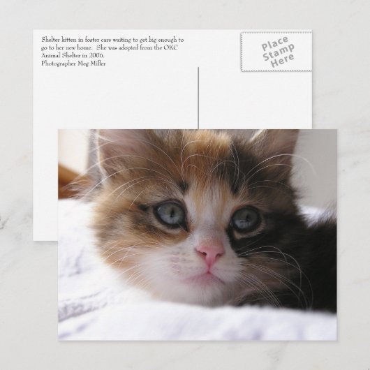 Shelter Kitten Aankondigingskaart (Voorkant / Achterkant)