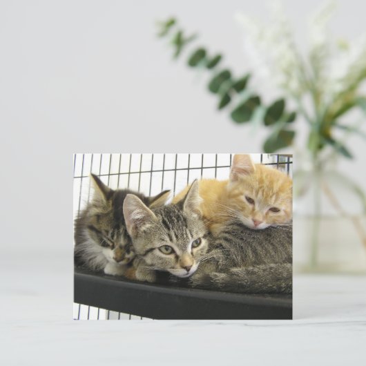 Shelter Kittens Briefkaart (Staand voorkant)