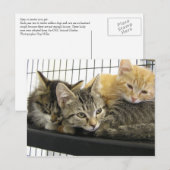 Shelter Kittens Briefkaart (Voorkant / Achterkant)