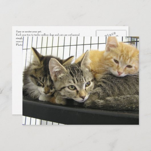 Shelter Kittens Briefkaart (Voorkant / Achterkant)