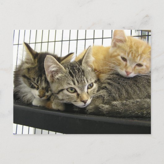 Shelter Kittens Briefkaart (Voorkant)