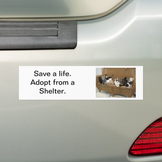 Shelter Kittens Bumpersticker (Op auto)