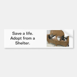 Shelter Kittens Bumpersticker