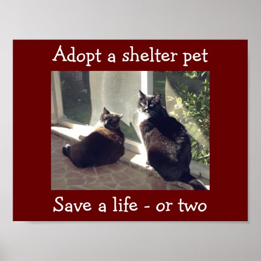 Shelter Pets aannemen Poster (Voorkant)