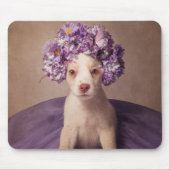 Shelter Pets Project - Fiona Muismat (Voorkant)