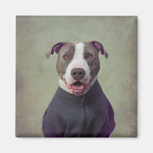 Shelter Pets Project - Majoor Good Boy