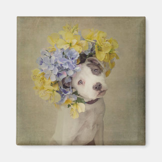 Shelter Pets Project - Rascal Magneet