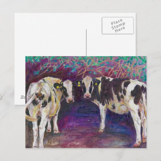 Sheltering cows 2011 briefkaart (Voorkant / Achterkant)