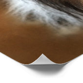 Shelti Sheep Dog Poster (Hoek)