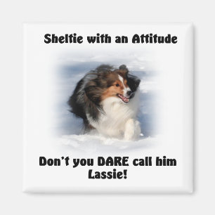 Sheltie Attitude Magnet