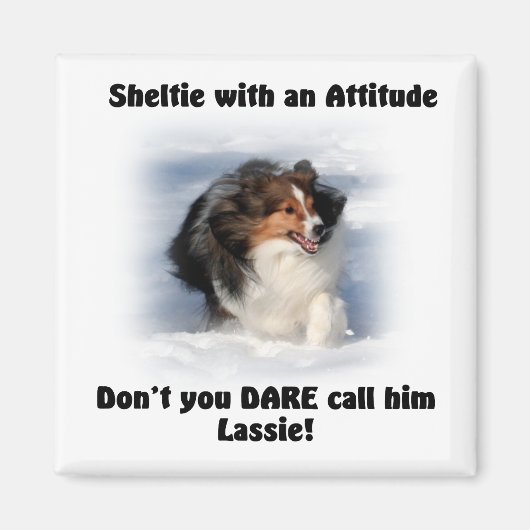 Sheltie Attitude Magnet (Voorkant)