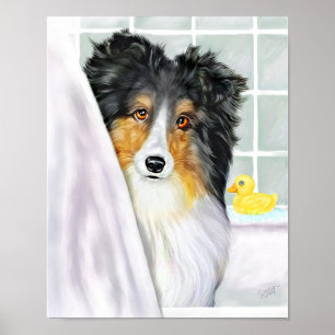 Sheltie Bath Tri Color Poster