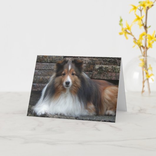 Sheltie Blank Wenskaart Kaart (Gele Bloem)