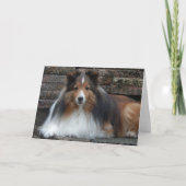 Sheltie Blank Wenskaart Kaart (Voorkant)