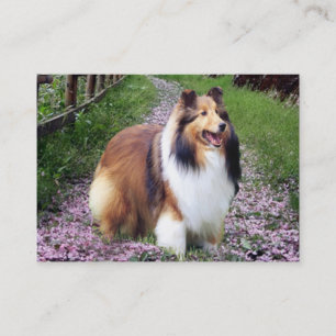 Sheltie Breeder Visitekaartje