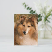 Sheltie Briefkaart (Staand voorkant)