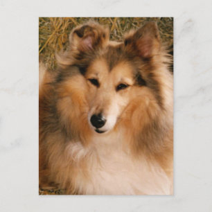 Sheltie Briefkaart