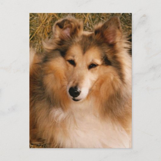 Sheltie Briefkaart (Voorkant)