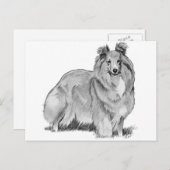 Sheltie Briefkaart (Voorkant / Achterkant)