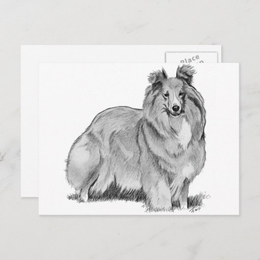 Sheltie Briefkaart (Voorkant / Achterkant)