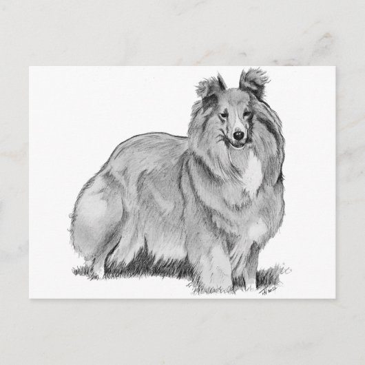 Sheltie Briefkaart (Voorkant)
