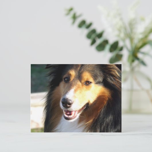 Sheltie Briefkaart (Staand voorkant)