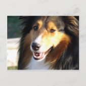 Sheltie Briefkaart (Voorkant)
