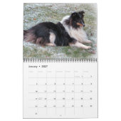 Sheltie Calendar Kalender (Jan 2027)