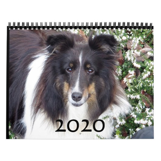 Sheltie Calendar Kalender (Hoes)