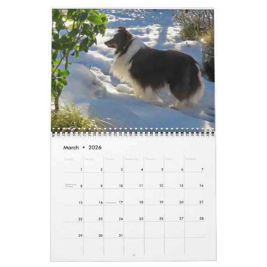 Sheltie Calendar Kalender (Mar 2026)