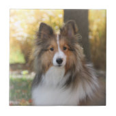 Sheltie Ceramic Tile Tegeltje (Voorkant)