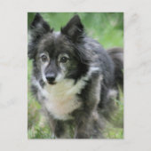 Sheltie Dog Afbeelding Briefkaart (Voorkant)