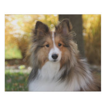 Sheltie gewikkeld canvas