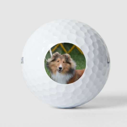 Sheltie Golfballen (Voorkant)