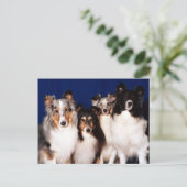 Sheltie Group Briefkaart (Staand voorkant)