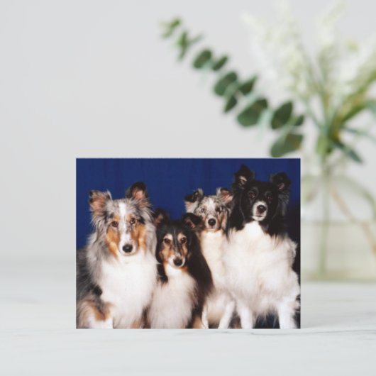 Sheltie Group Briefkaart (Staand voorkant)
