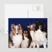 Sheltie Group Briefkaart (Voorkant / Achterkant)
