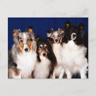 Sheltie Group Briefkaart