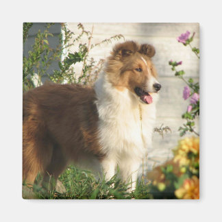 Sheltie in bloemen magneet