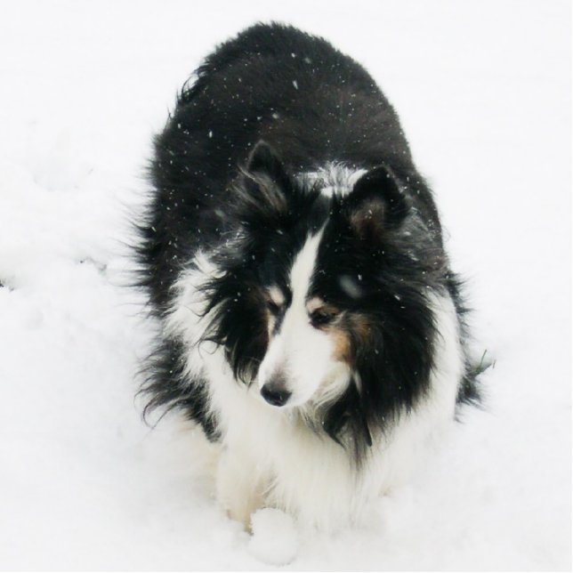 Sheltie in Snow Ornament Fotobeeldje Ornament (Voorkant)