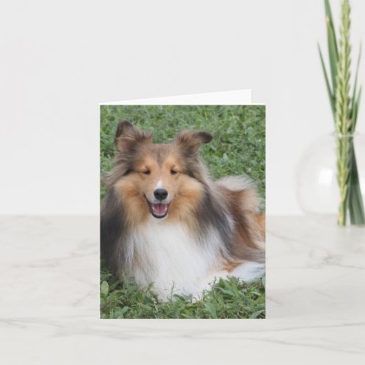 Sheltie Kaart (Voorkant)
