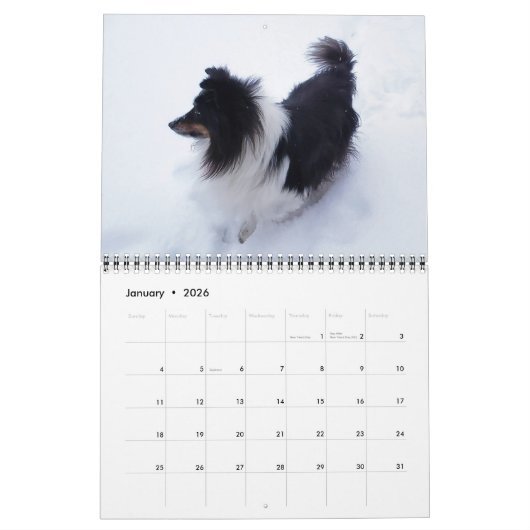 Sheltie Kalender 2024 (Jan 2026)