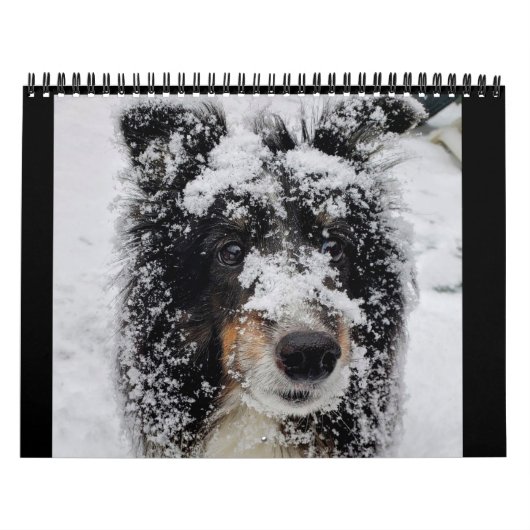 Sheltie Kalender 2024 (Hoes)