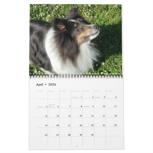 Sheltie Kalender 2024 (Apr 2026)