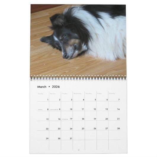 Sheltie Kalender 2024 (Mar 2026)