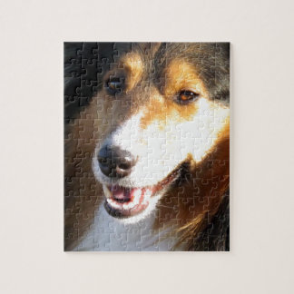 Sheltie Legpuzzel