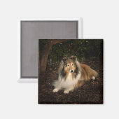 Sheltie Magic Magnet (Voorkant / Achterkant)