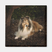 Sheltie Magic Magnet (Voorkant)