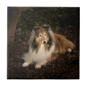 Sheltie Magic Tile Tegeltje (Voorkant)